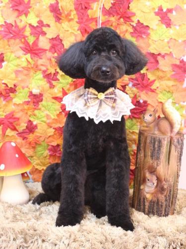 20241122アロちゃん